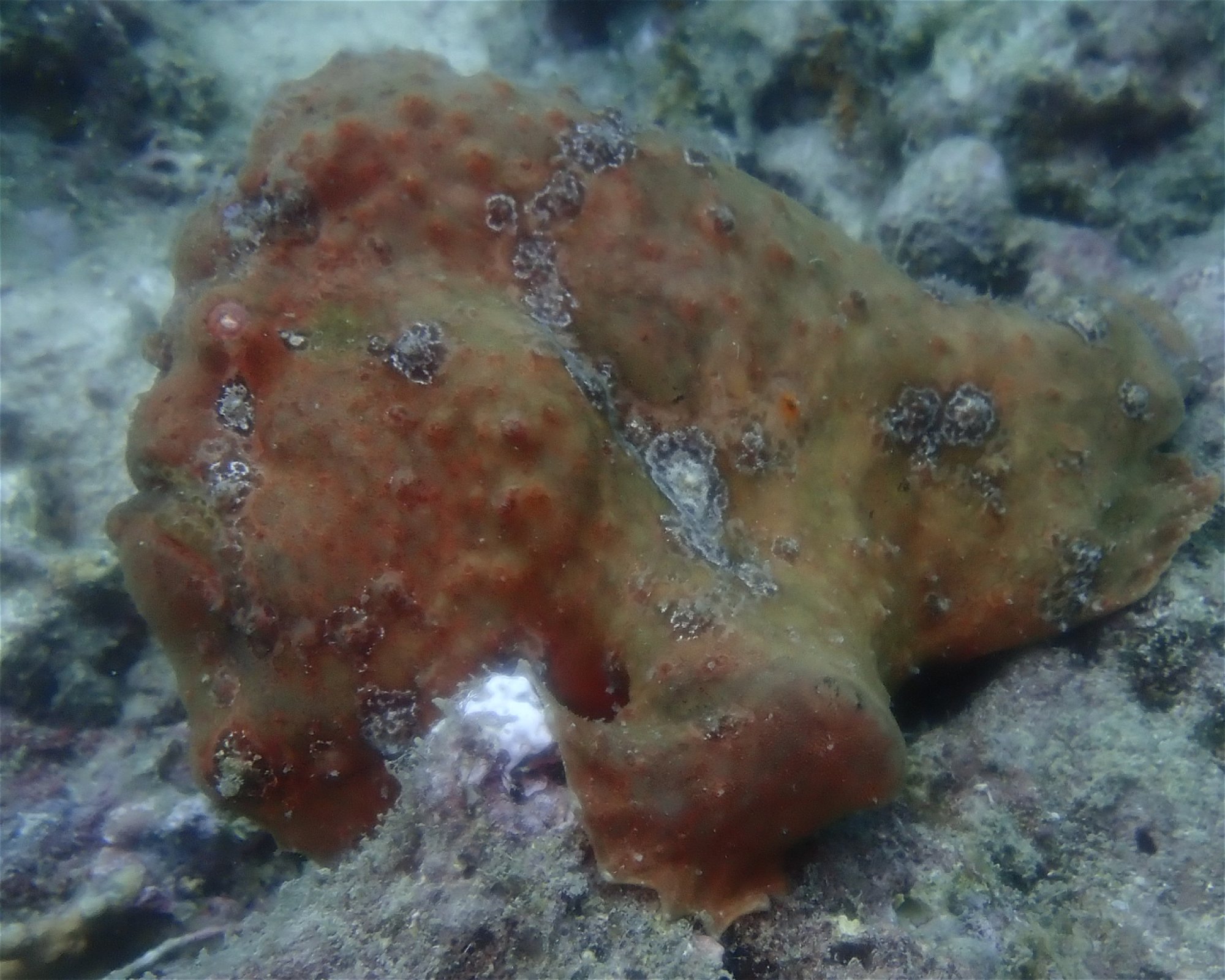 Mactan Scuba Dive Centre, 6015 Lapu Lapu City