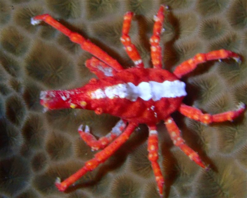 Divesite Image