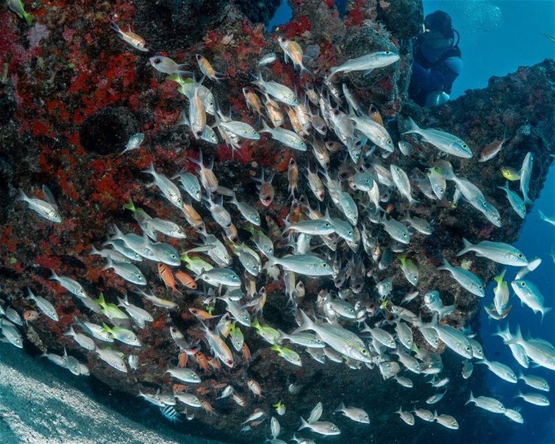 Divesite Image