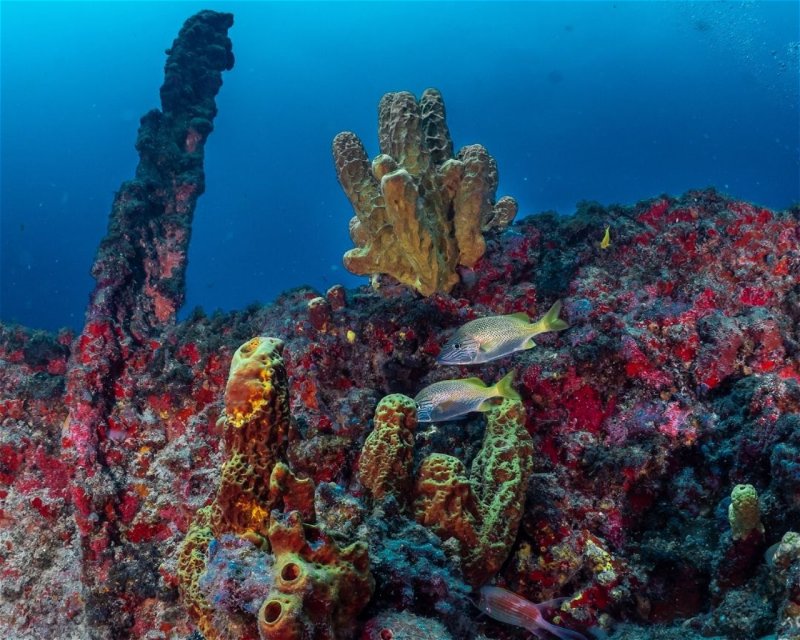 Divesite Image