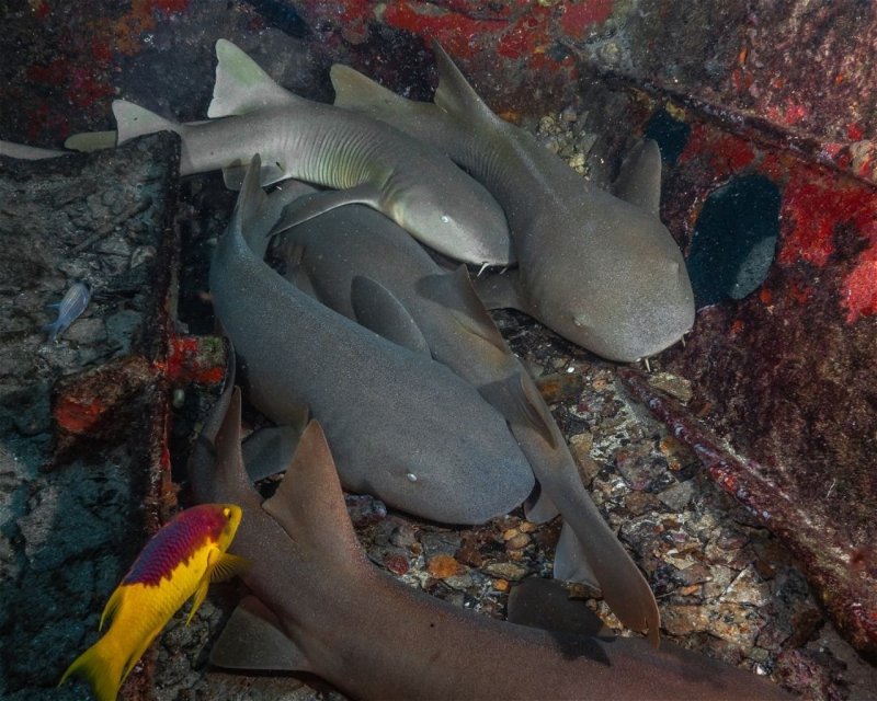 Divesite Image