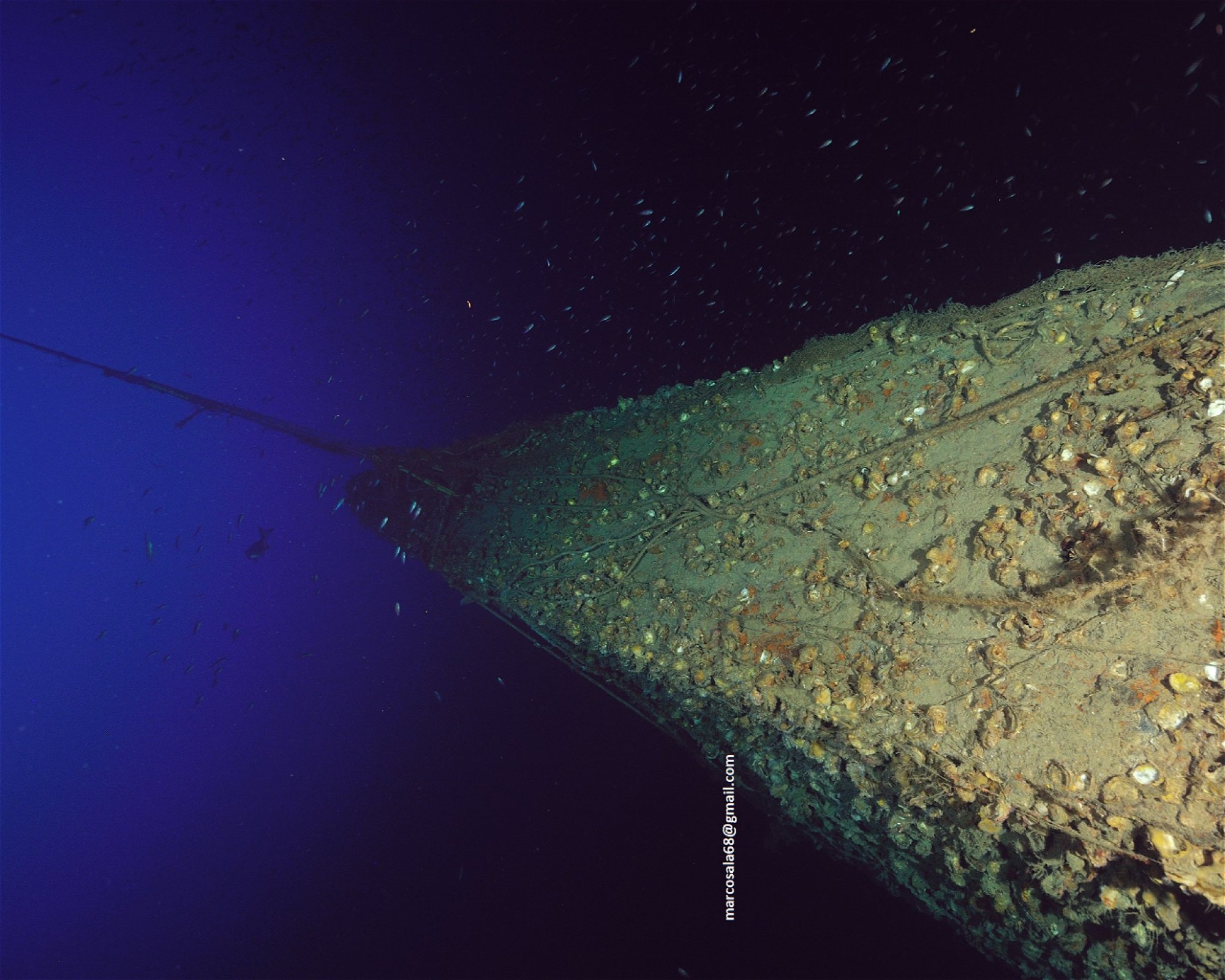 T-REX DIVERS, 28021 Borgomanero