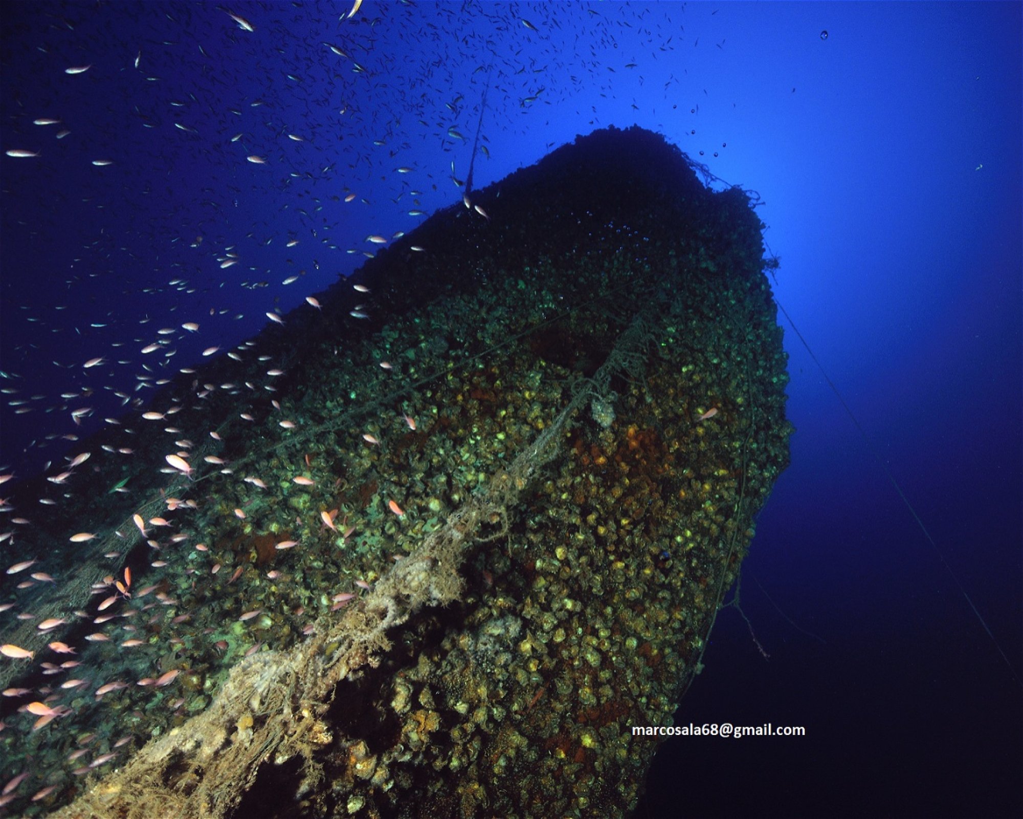 T-REX DIVERS, 28021 Borgomanero
