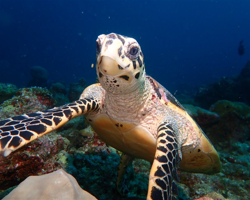 Divesite Image