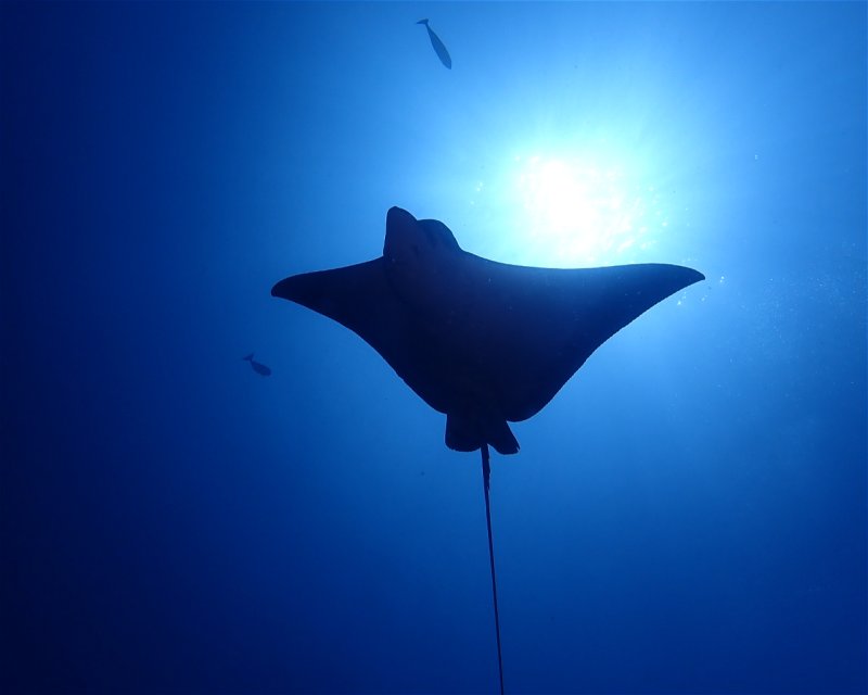 Divesite Image