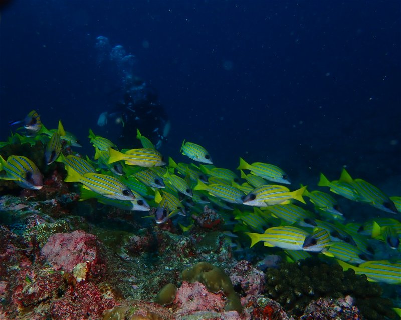 Divesite Image