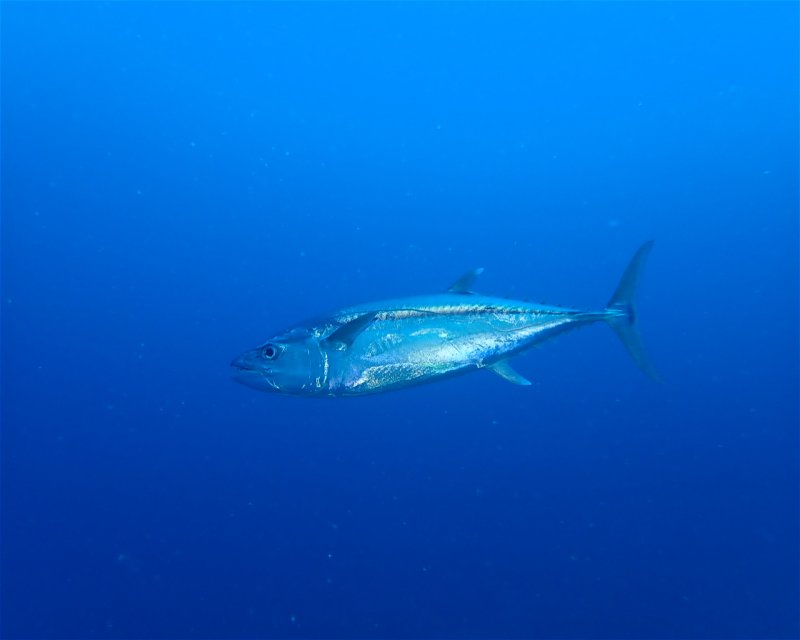 Divesite Image