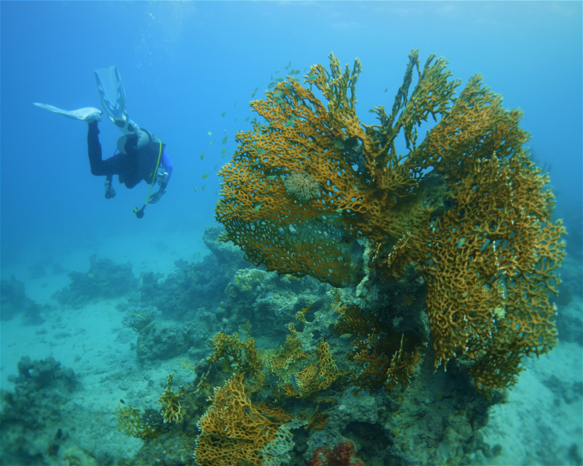 Al-Haddad Scuba, Jeddah
