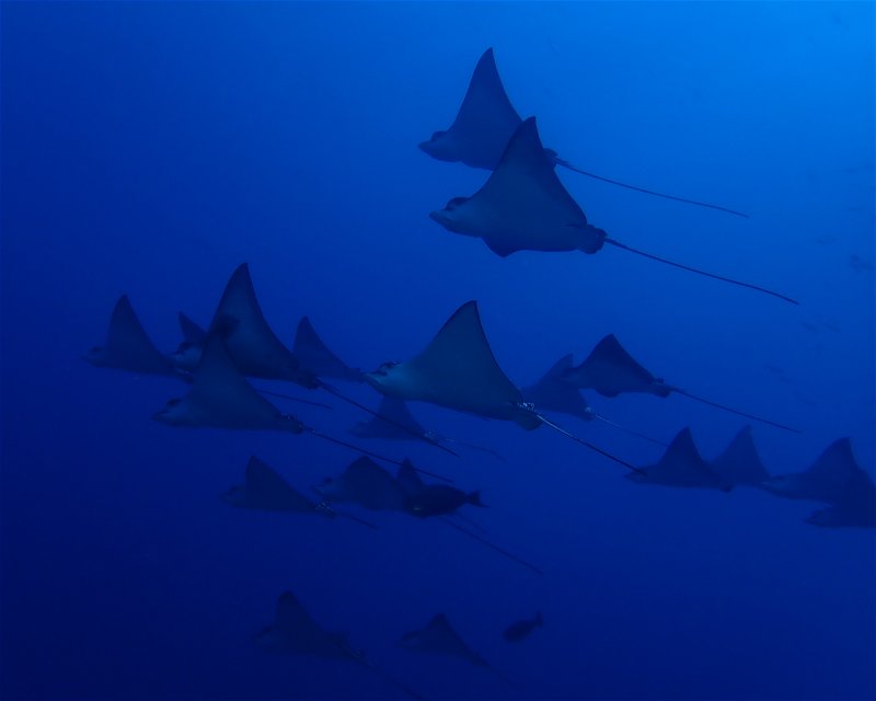 Divesite Image