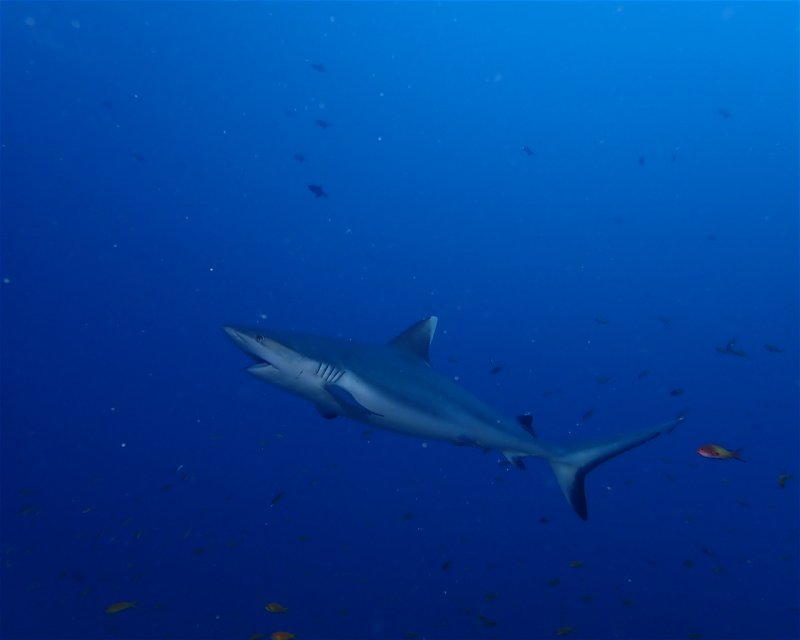 Divesite Image