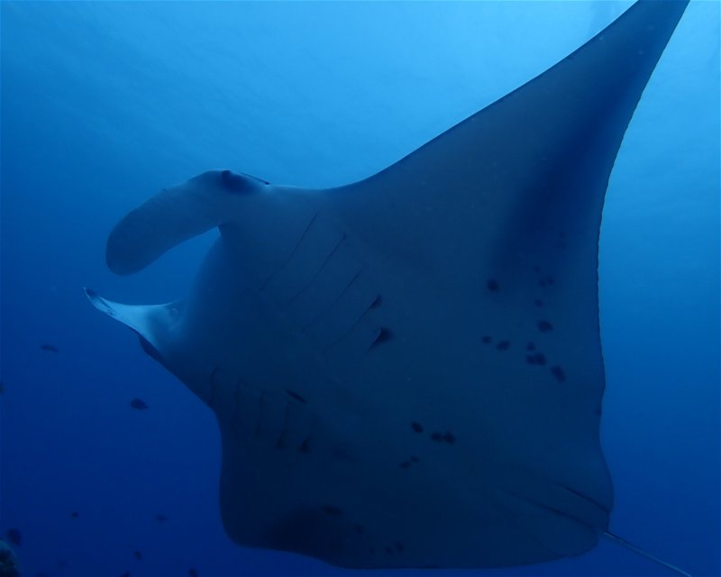 Divesite Image