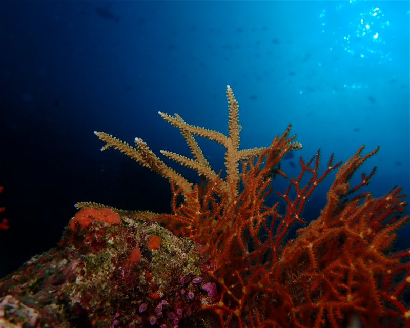 Divesite Image