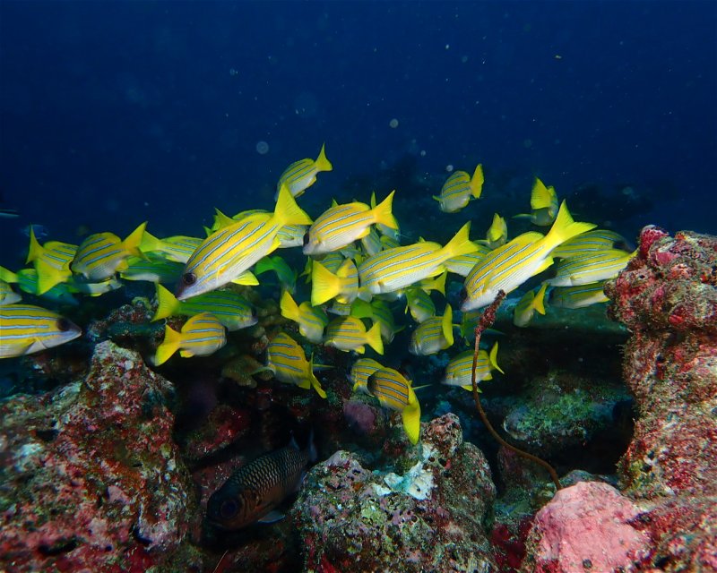 Divesite Image