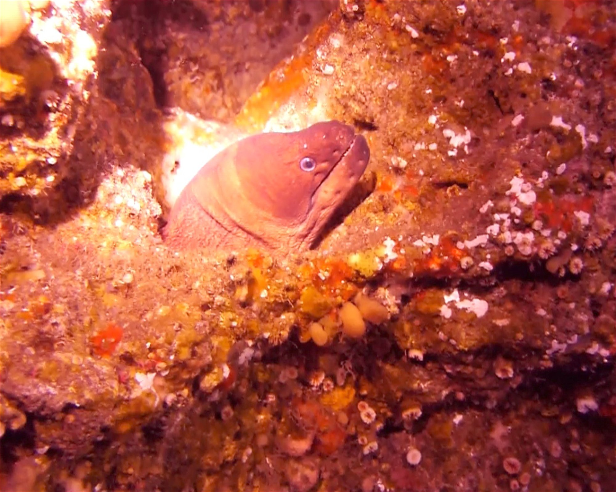 GooDiving, 38639 San Miguel de Abona