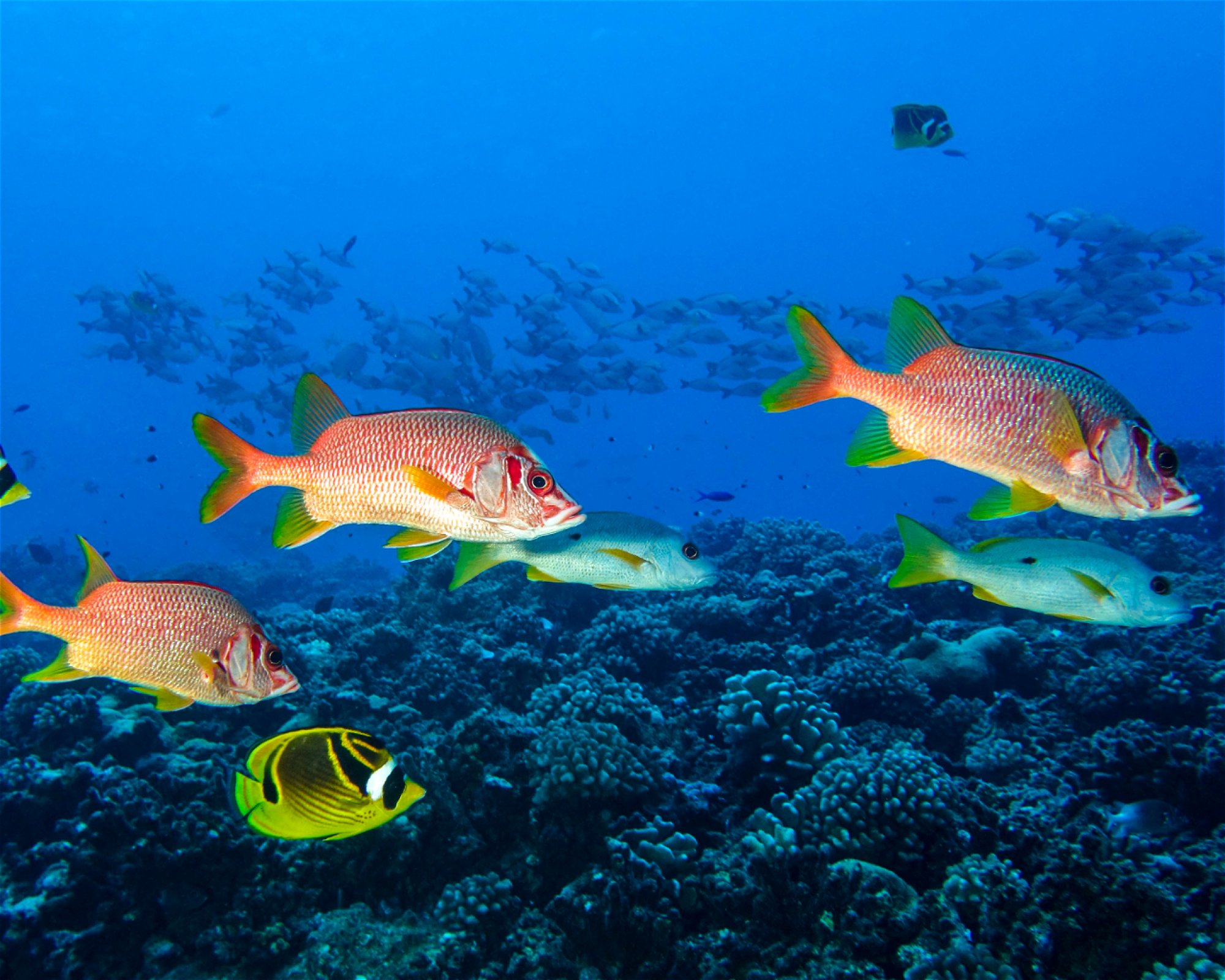 TIKEHAU PLONGEE, 98778 TIKEHAU
