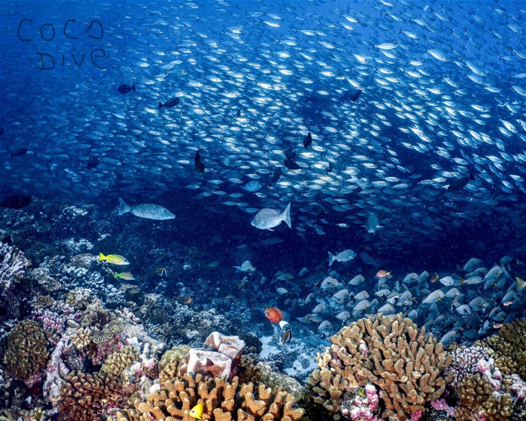 Coco Dive Tikehau, 98728 Moorea-Malao