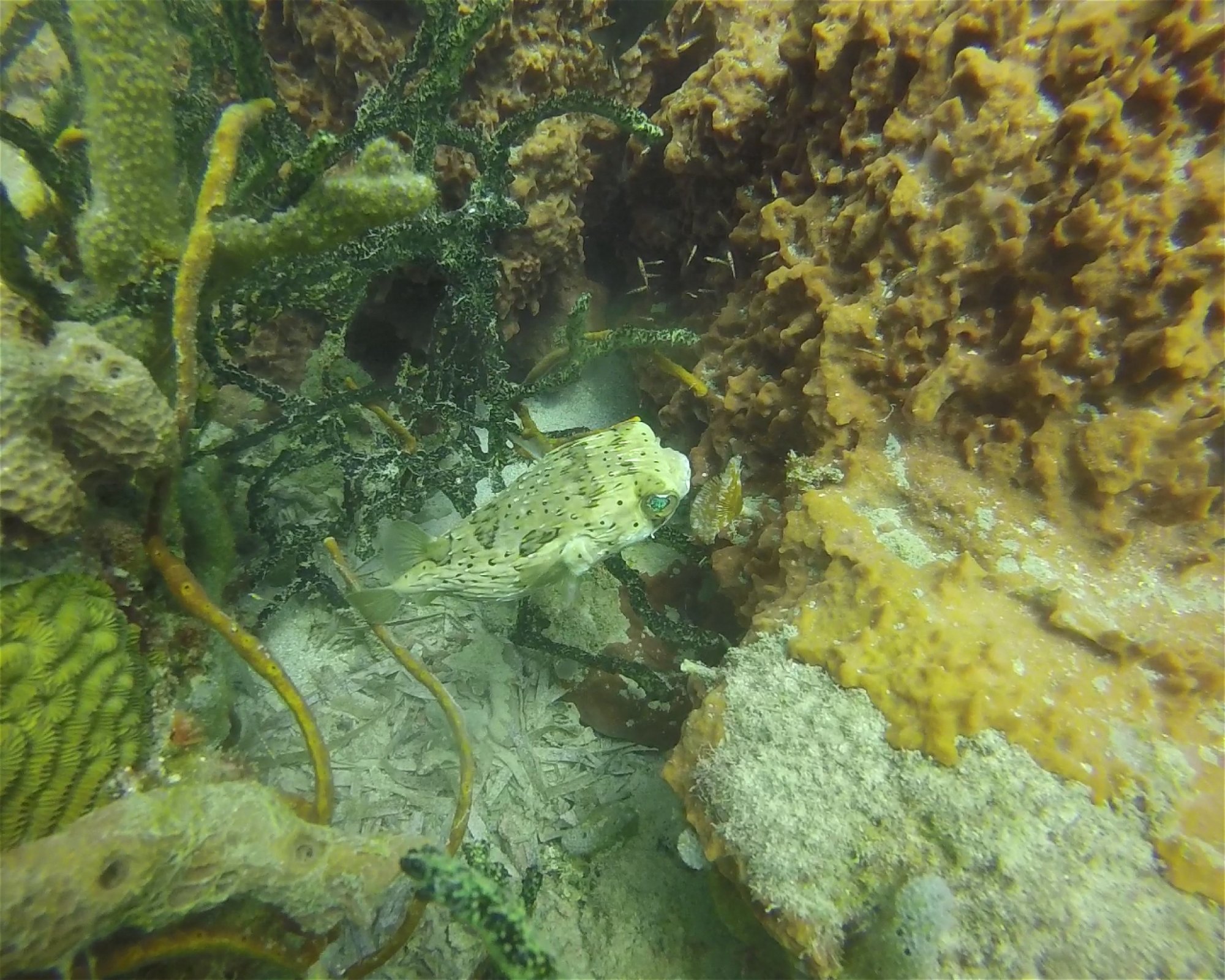 Centro de Buceo Rincon del Mar, 707010 Rincon (San Onofre), Sucre