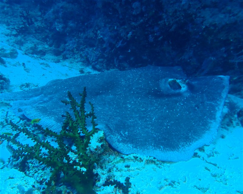 Divesite Image
