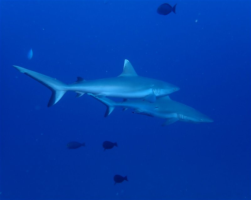 Divesite Image