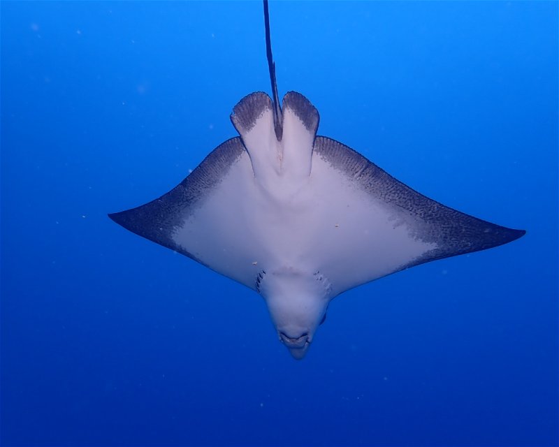 Divesite Image