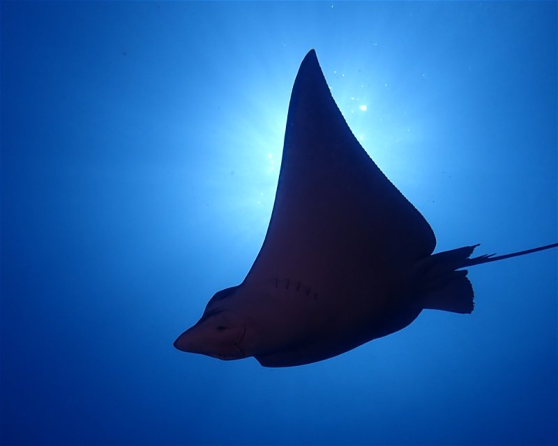 Divesite Image