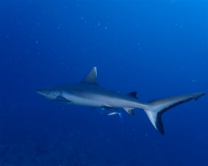Divesite Image