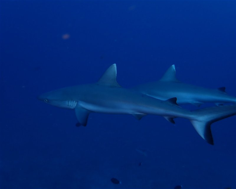 Divesite Image