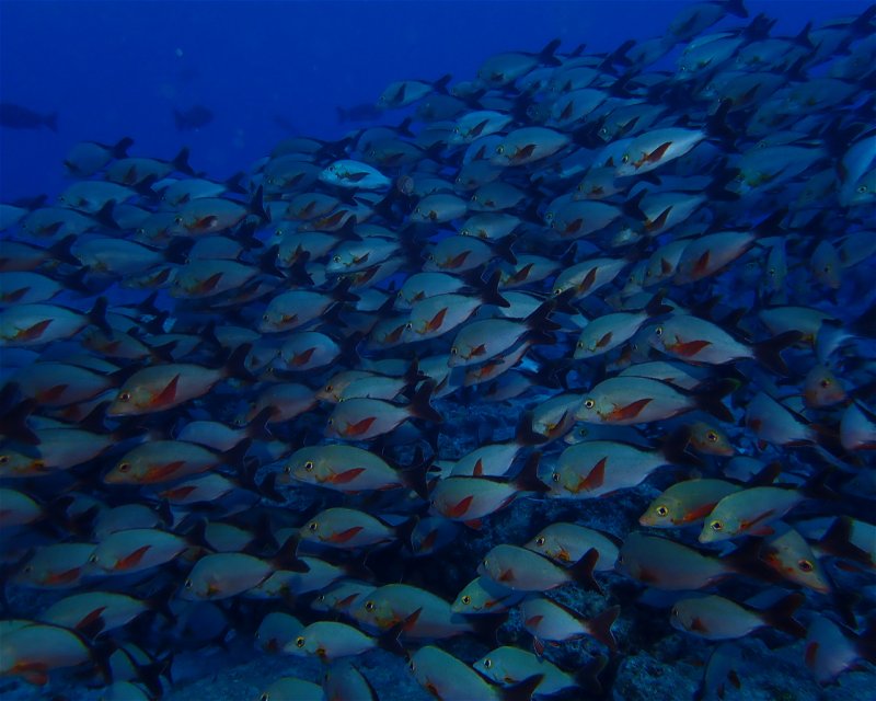 Divesite Image