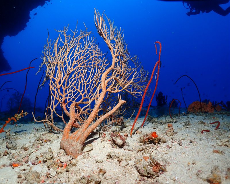 Divesite Image