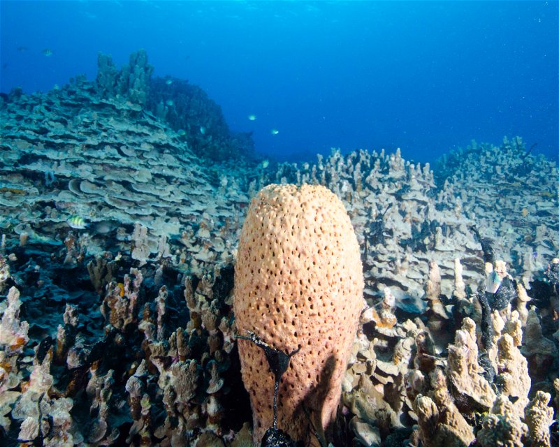 Divesite Image