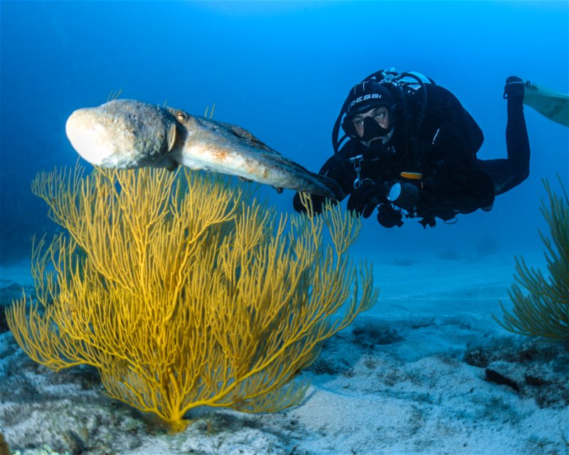 Divesite Image