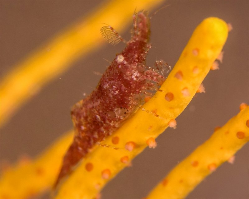 Divesite Image