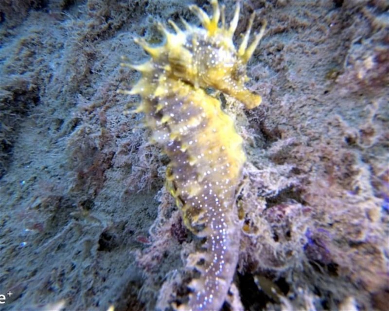 Divesite Image