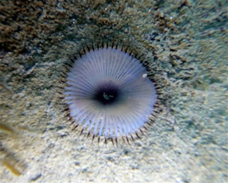 Divesite Image