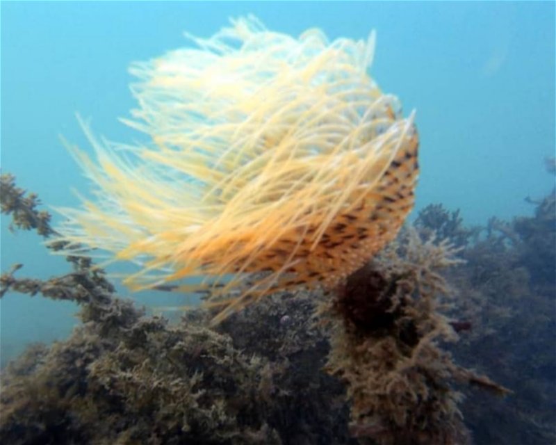 Divesite Image