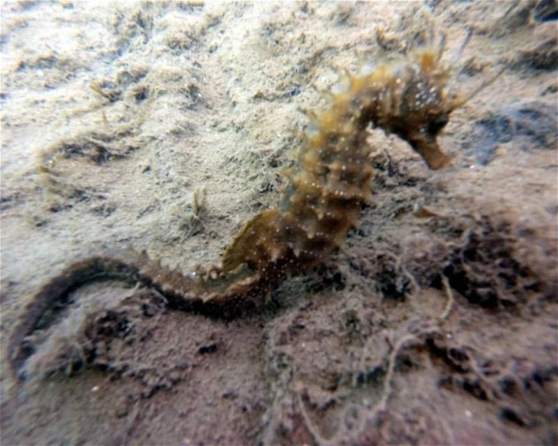 Divesite Image