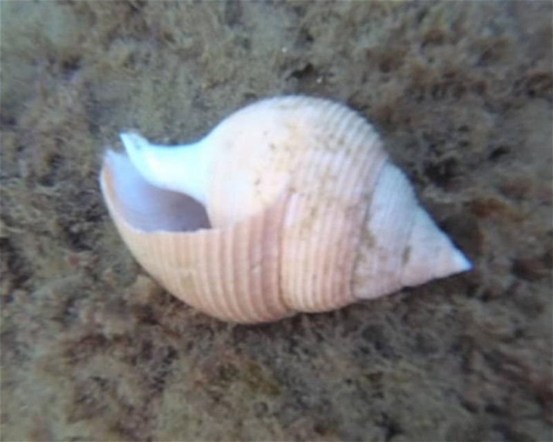 Divesite Image