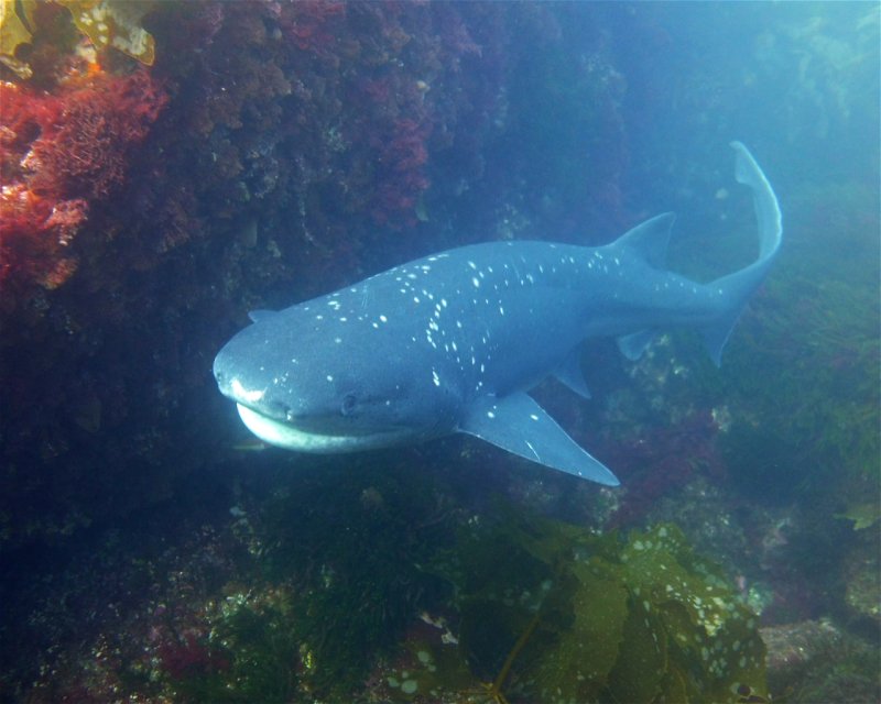 Divesite Image