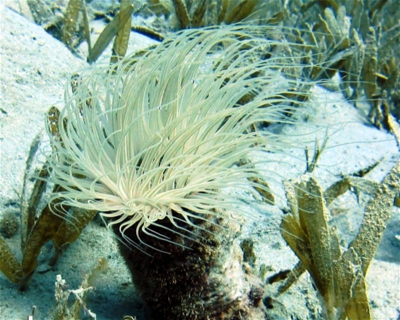 Divesite Image