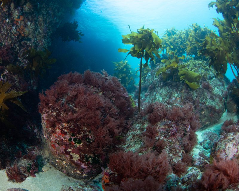 Divesite Image