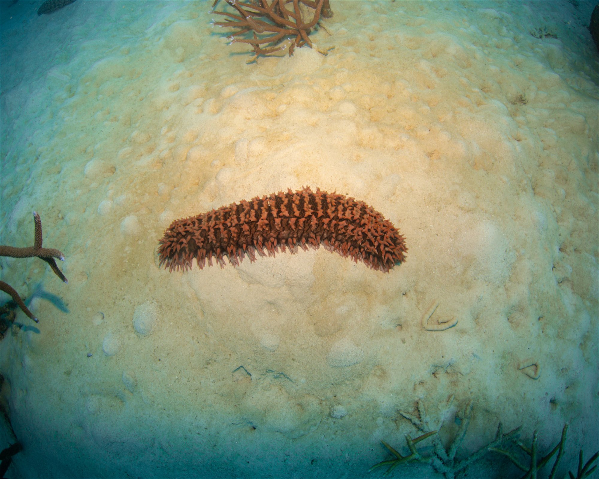 REEF ENCOUNTER, 4870 CAIRNS
