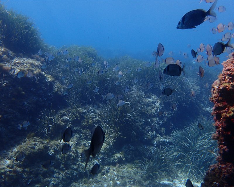 Divesite Image