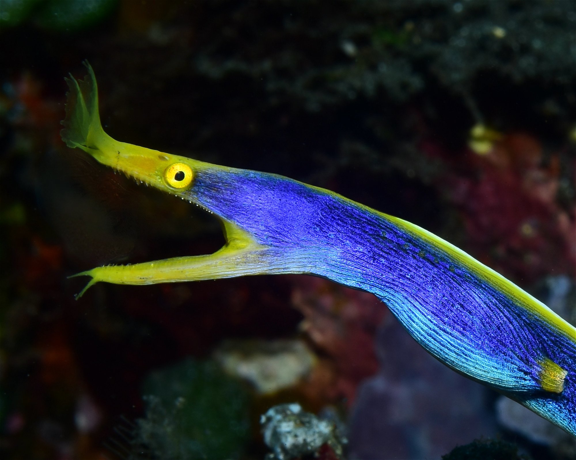 Bali Villa Dive Resort, 81173 Tejakula - Singaraja - Bali