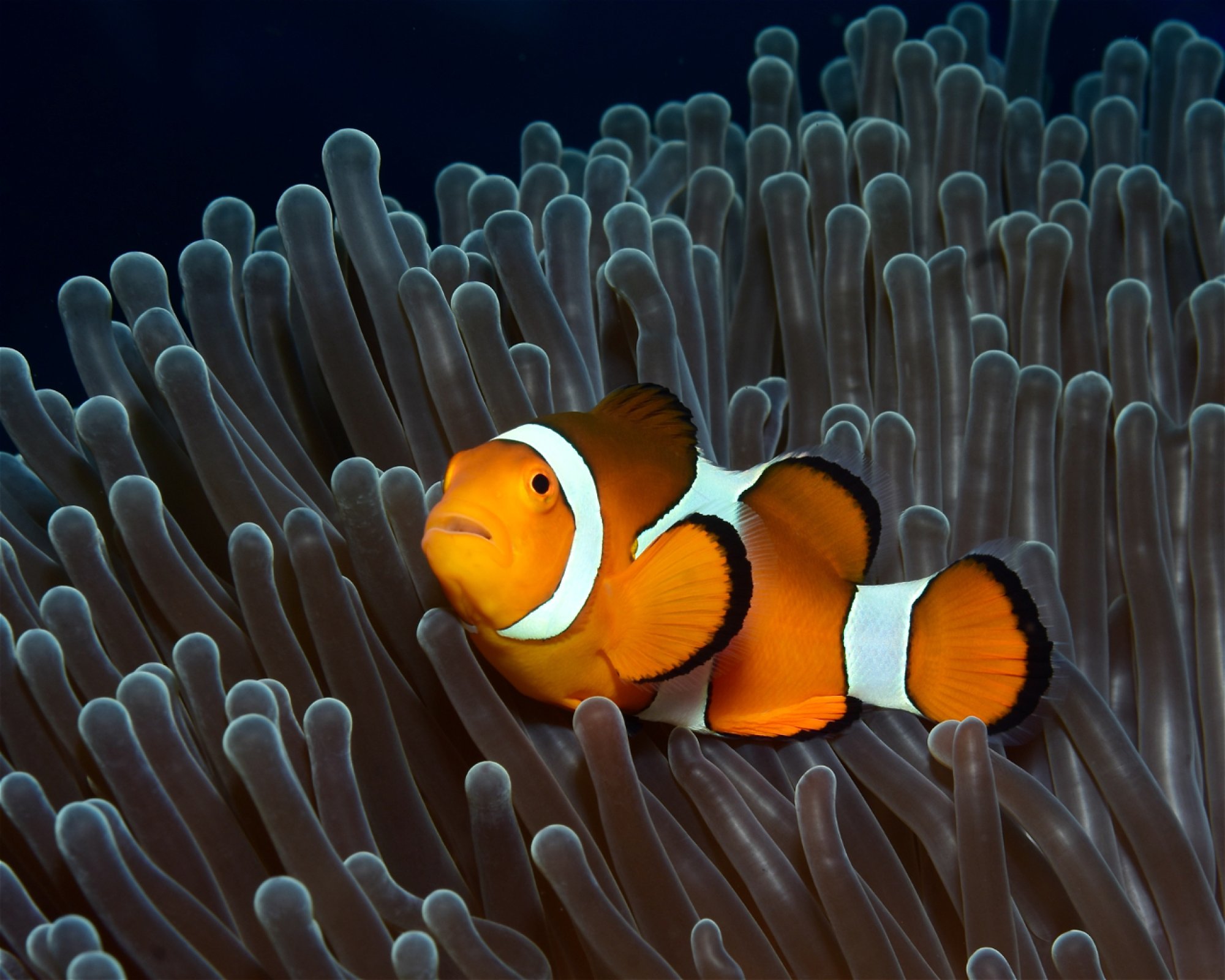Bali Villa Dive Resort, 81173 Tejakula - Singaraja - Bali