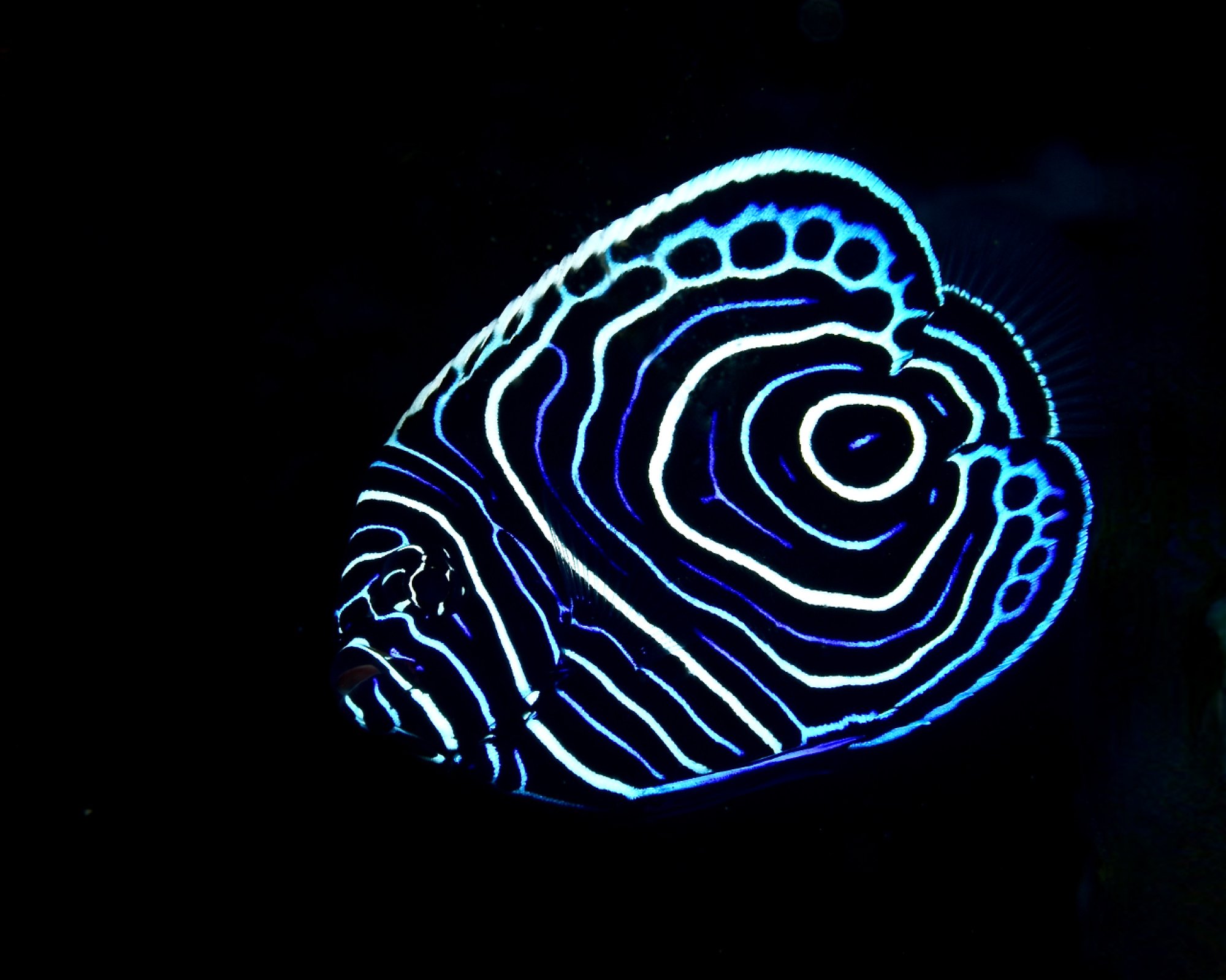 Bali Villa Dive Resort, 81173 Tejakula - Singaraja - Bali