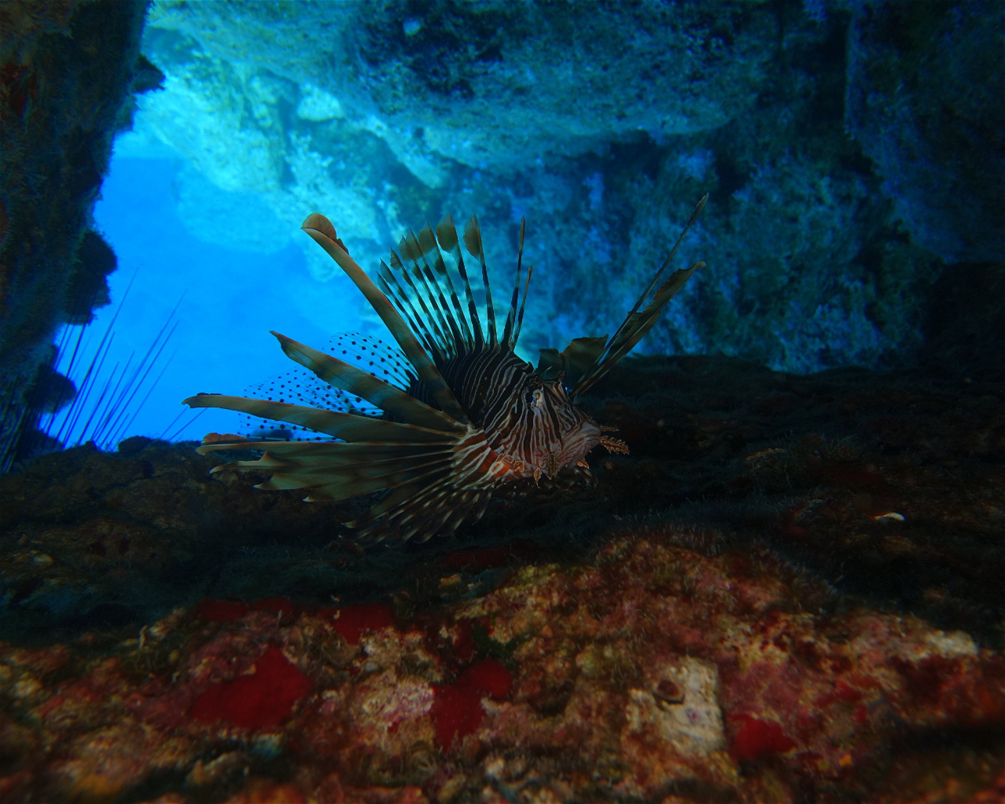 H2O Diving Center, 85100 Rhodes