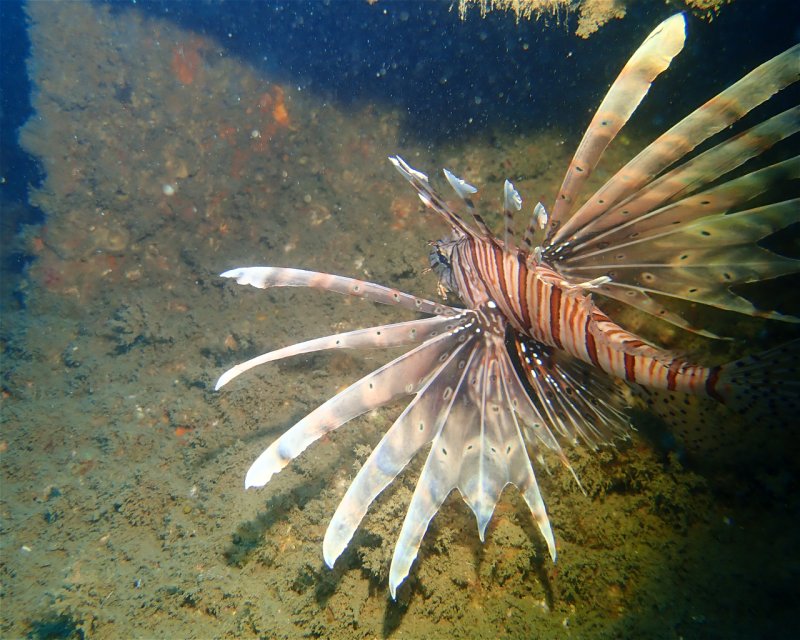Divesite Image