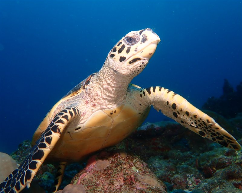 Divesite Image