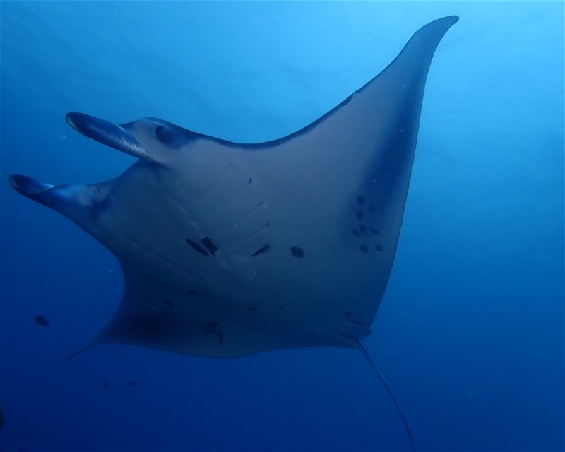 Divesite Image