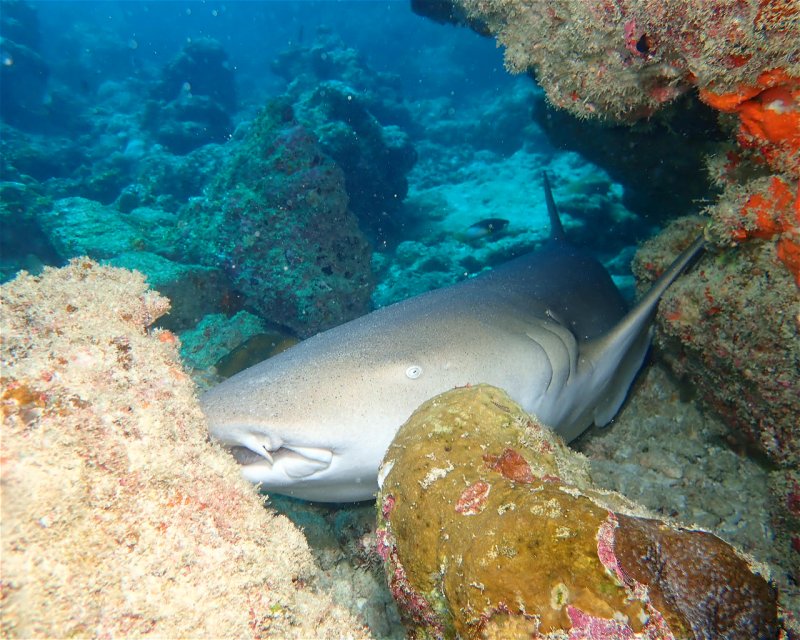 Divesite Image